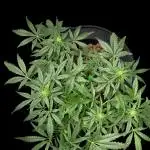 Ak-47 XL / fail again dwc
