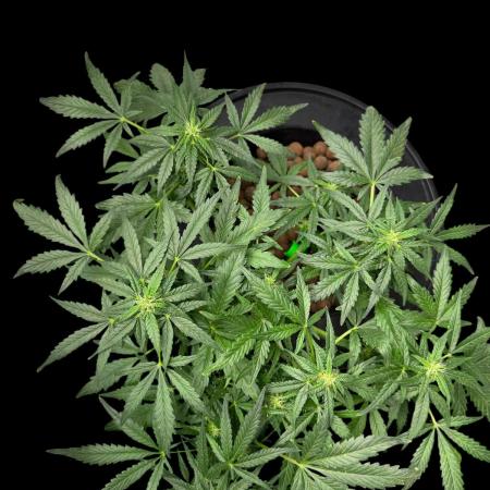 Ak-47 XL / fail again dwc