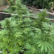 3 Strains 4 plants