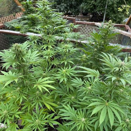 3 Strains 4 plants