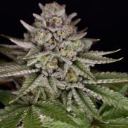 DeliciouS Cookies 11x