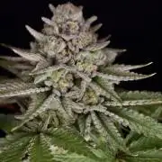 DeliciouS Cookies 11x