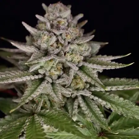 DeliciouS Cookies 11x