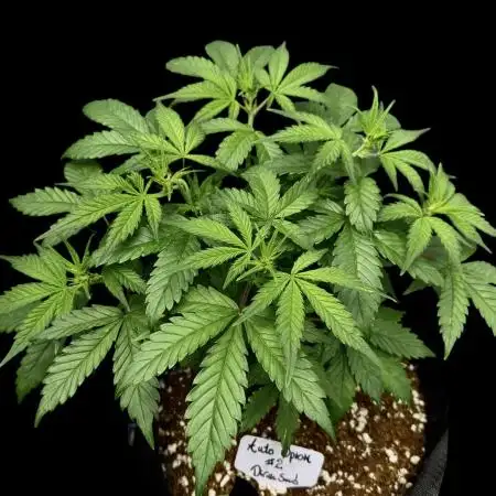 Auto Opiom #2