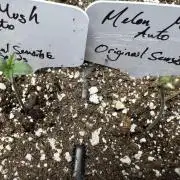 Melon Mush