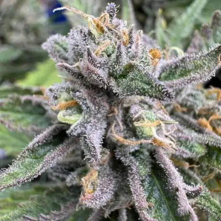 Auto Moon Rock