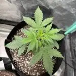 Strawberry cheesecake