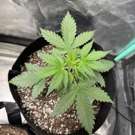 Strawberry cheesecake