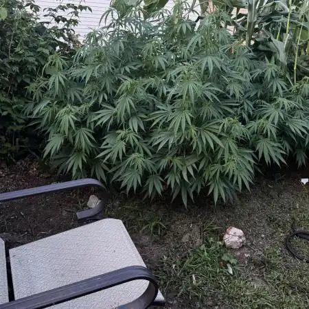 SuperBoof