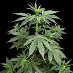 FrostBanger Auto