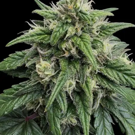 Strawberry cheesecake