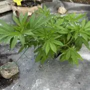 Golosa
