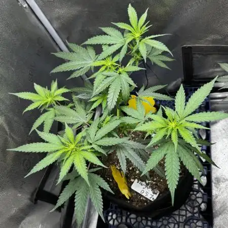 SuperBoof/clone/LSO