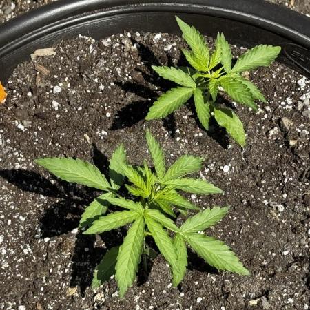 Black Orchid auto