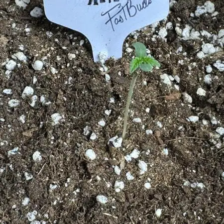 FrostBanger Auto