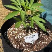 Amnesia Haze GoFast