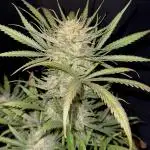Moon Rock auto #2