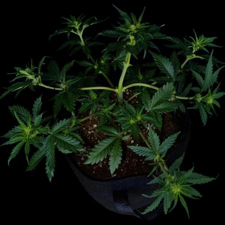 LSO:Purple punch Auto