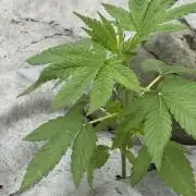 Golosa