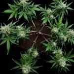 Divine Rapier Auto #3