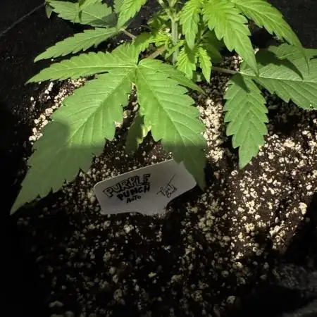 Purple Punch auto