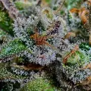 Delicious Cookies Auto #3?