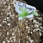 FrostBanger Auto