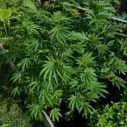 3 Strains 4 plants