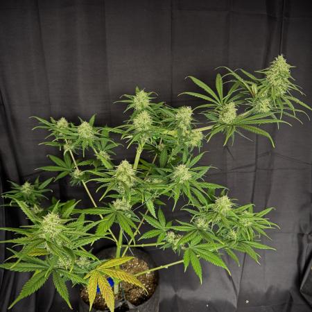 Ghost train Haze