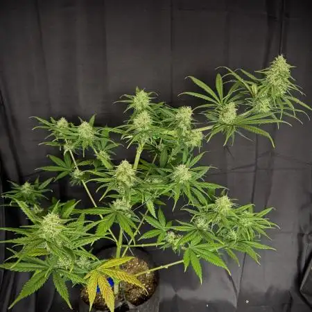 Ghost train Haze
