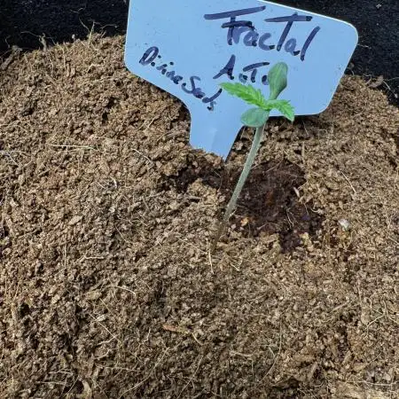 Fractal Auto
