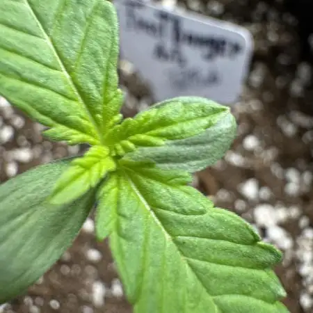 FrostBanger Auto