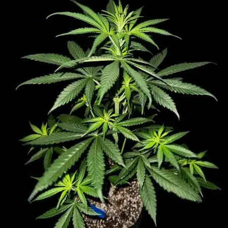Ghost train Haze