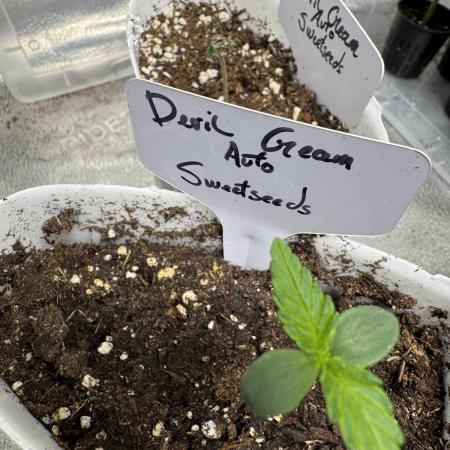 Devil Cream auto