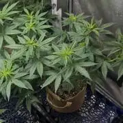 Pure skunk Go Fast