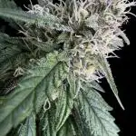 LSO:Purple punch Auto