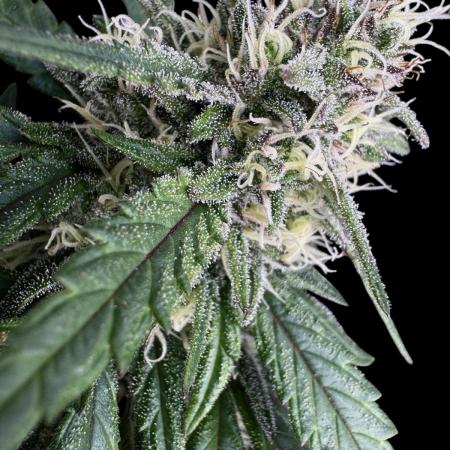 LSO:Purple punch Auto