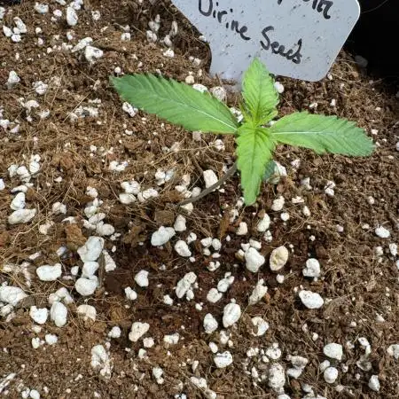 Auto Opiom