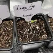 Amnesia Haze GoFast