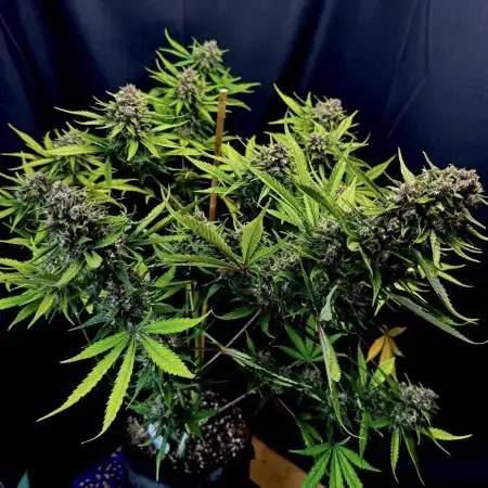 FrostBanger Auto