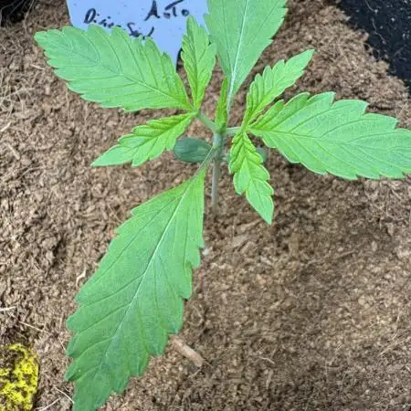 Fractal Auto