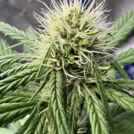Tropicana cookies FF