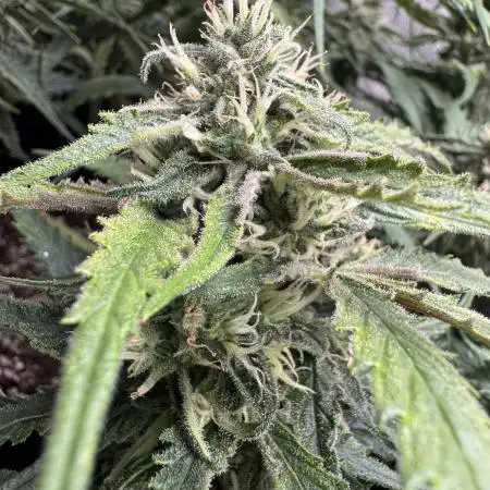 Auto Moon Rock