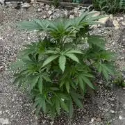 Amnesia Haze GoFast