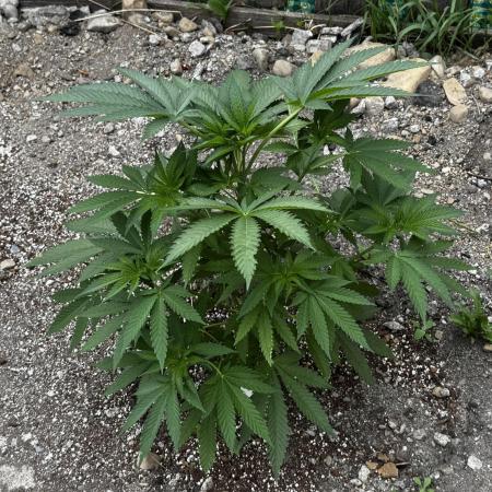 Amnesia Haze GoFast