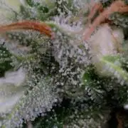 Sour Diesel