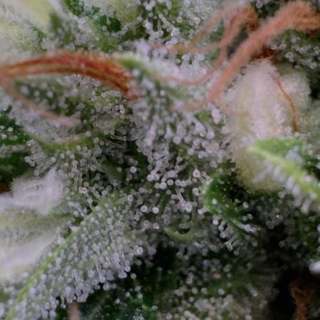 Sour Diesel