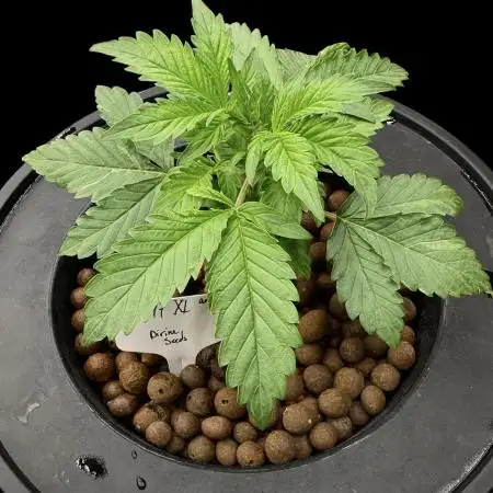 Ak-47 XL / dwc