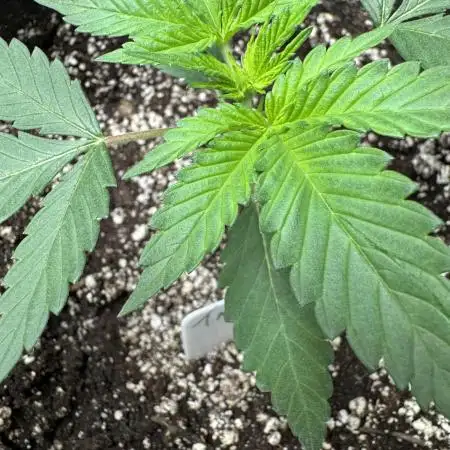 Tropicana cookies FF
