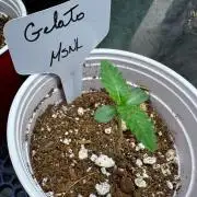Gelato